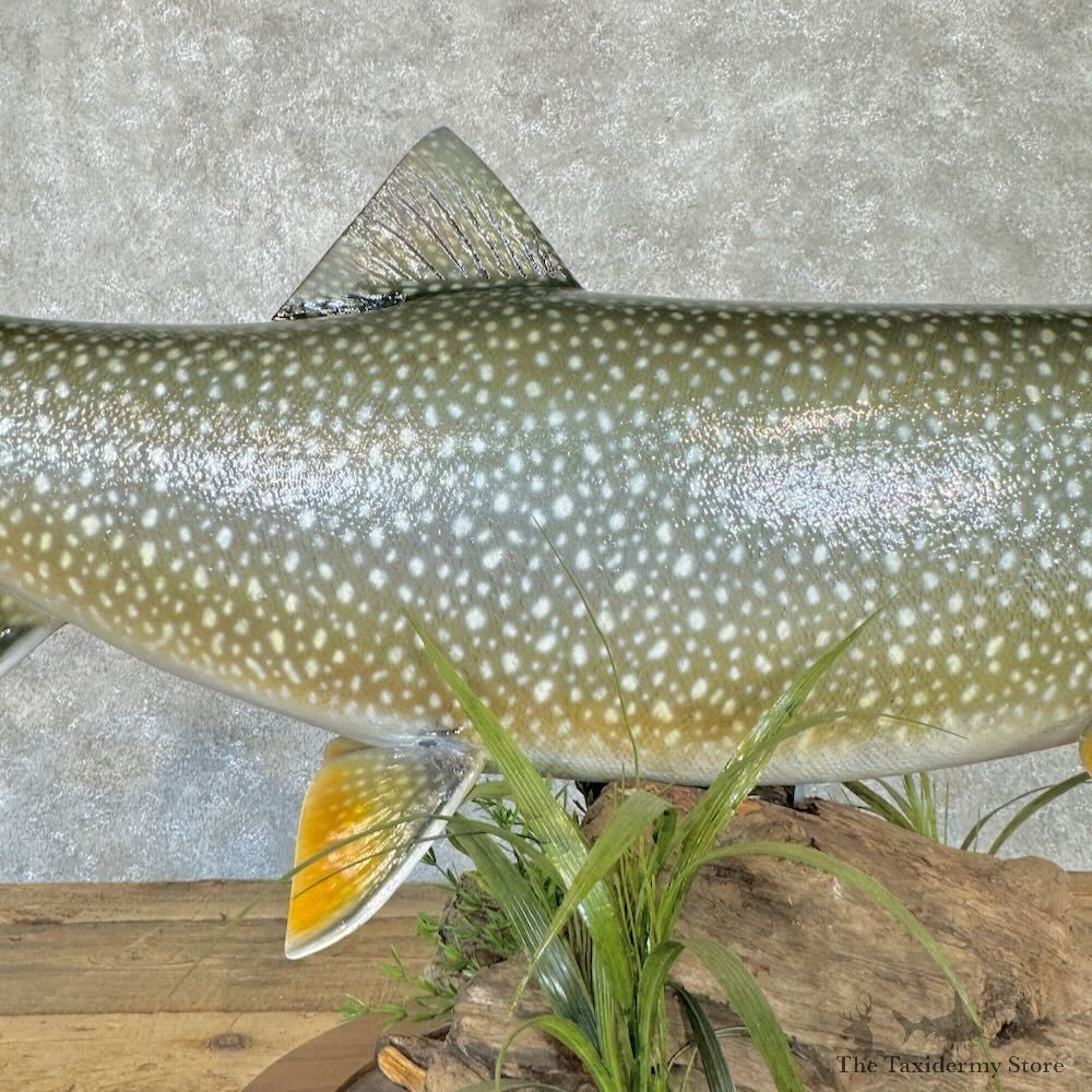 Lake Trout Fish Mount For Sale #29002 @ The Taxidermy Store