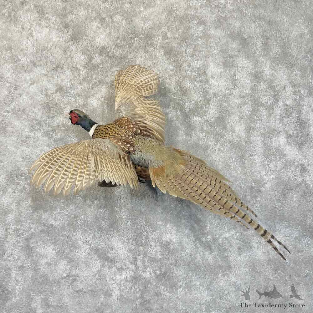 Ringneck Pheasant Bird Mount For Sale #30549 @ The Taxidermy Store