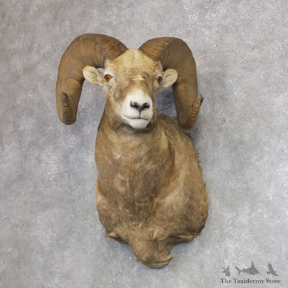 Montana Bighorn Sheep Shoulder Mount For Sale #21645 @ The Taxidermy Store