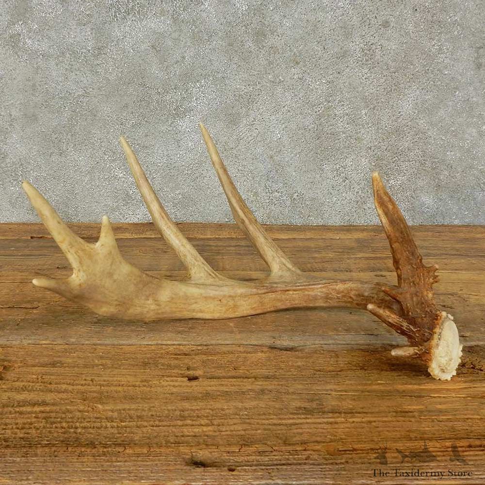 Whitetail Deer Antler Shed For Sale #16204 @ The Taxidermy Store