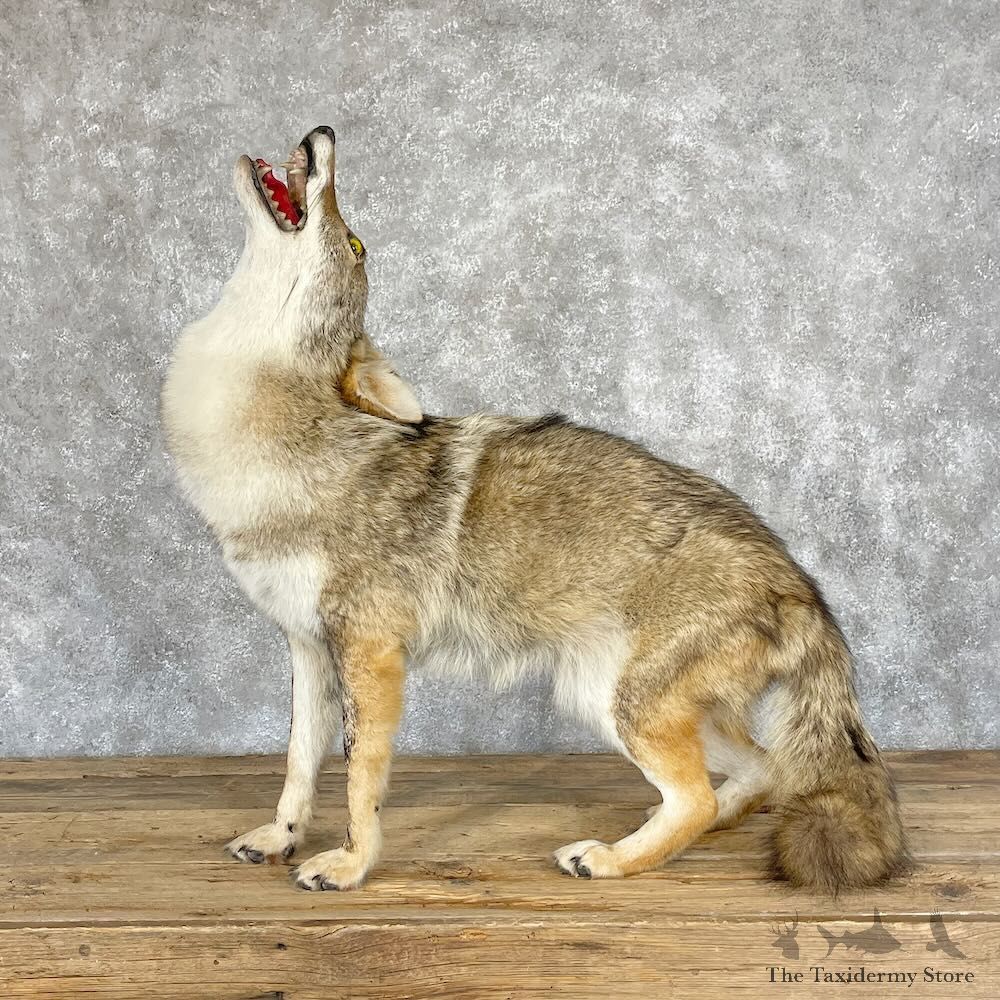 Coyote Life-Size Mount For Sale #28242 @ The Taxidermy Store
