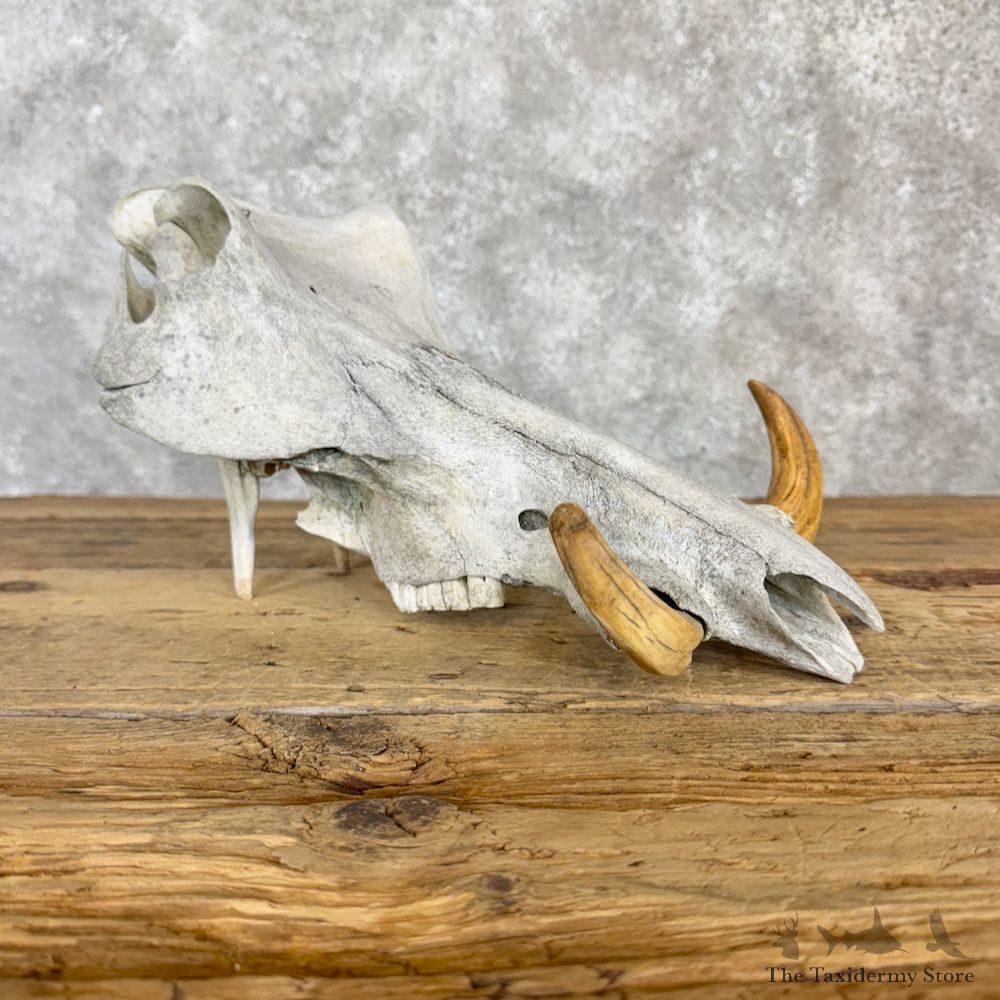 African Warthog Upper Skull For Sale #29979 @ The Taxidermy Store