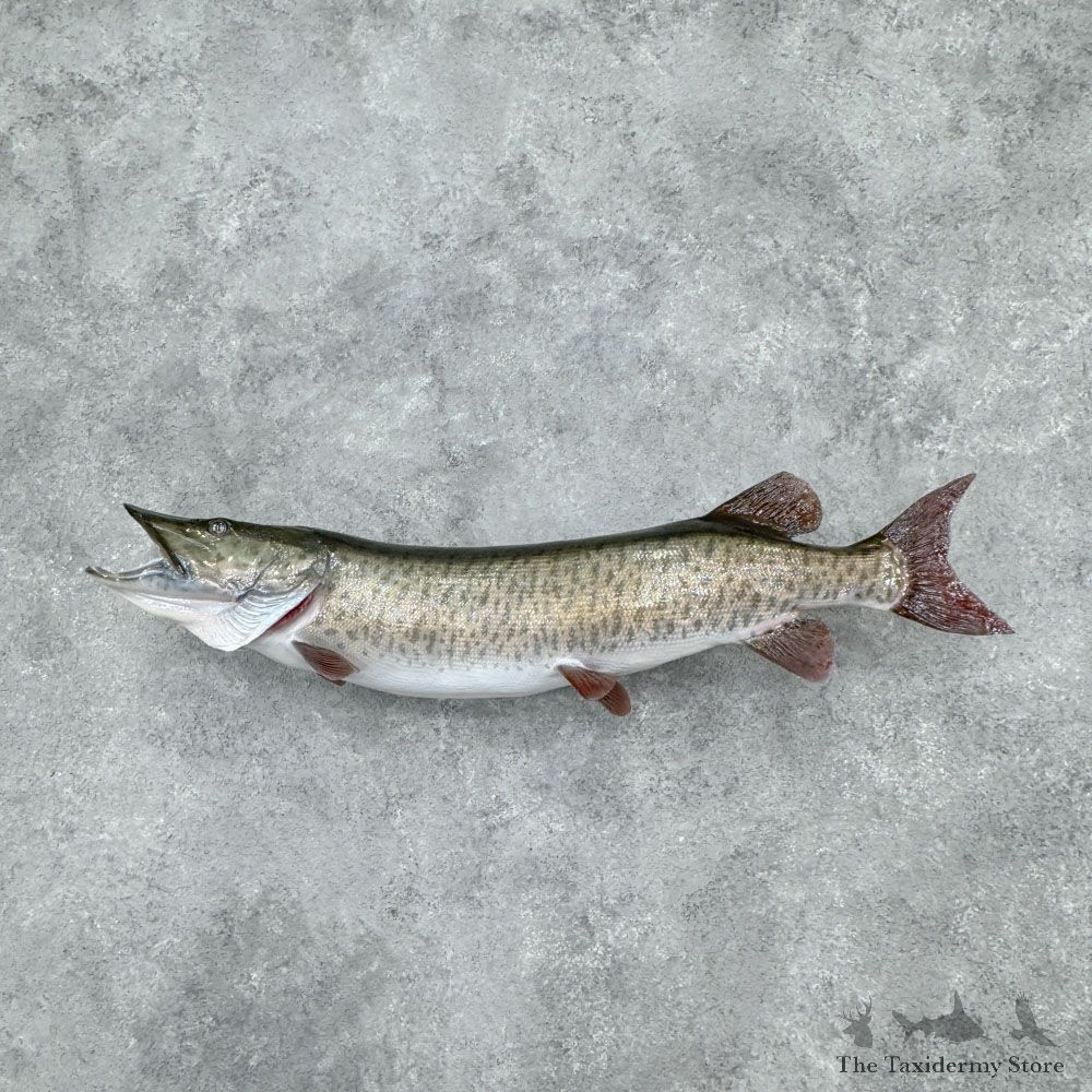 Reproduction Muskellunge Fish Mount For Sale #32423 @ The Taxidermy Store