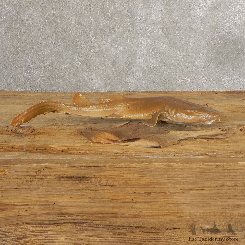 Sand Shark Taxidermy Fish Mount #21036 @ The Taxidermy Store