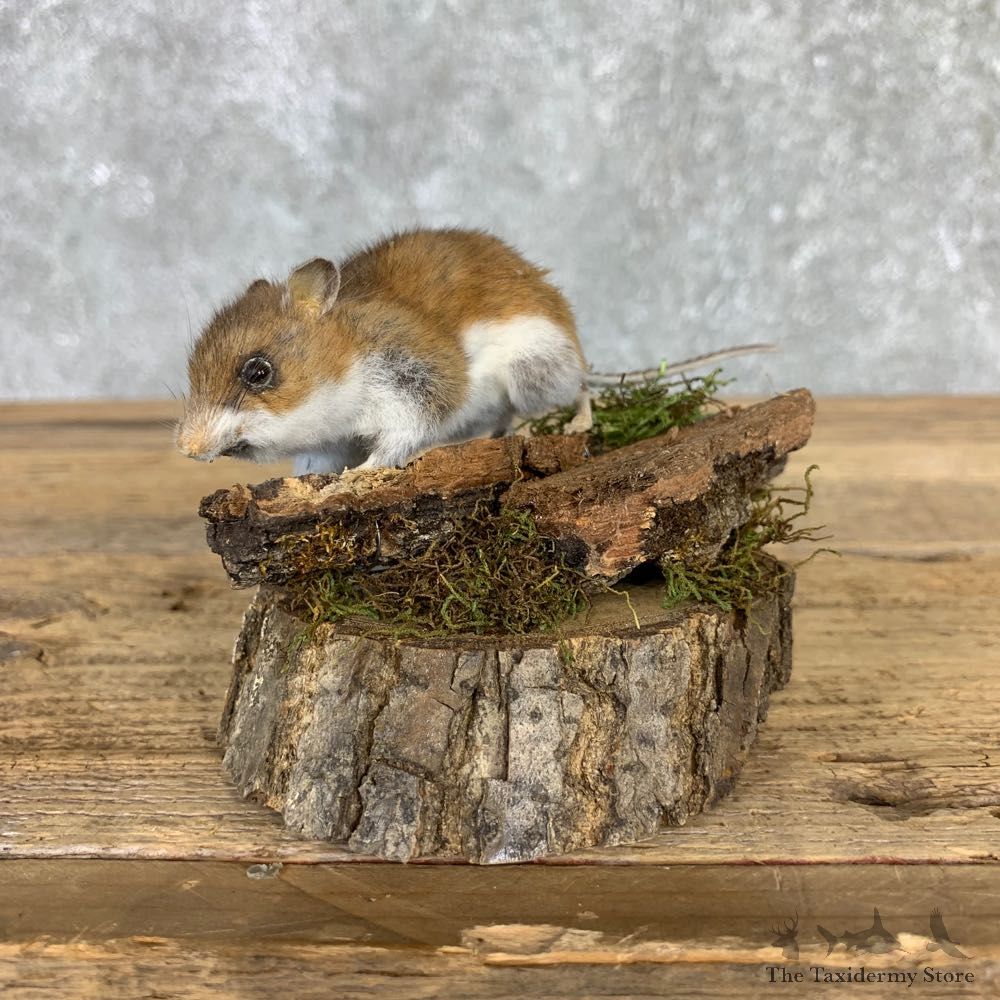 Mouse Life-Size Mount For Sale #21567 @ The Taxidermy Store
