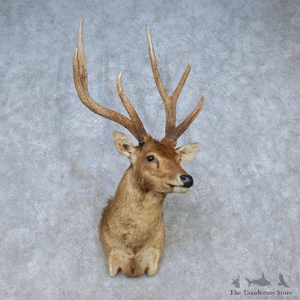 Javan Rusa Deer Shoulder Mount For Sale #15056 @ The Taxidermy Store