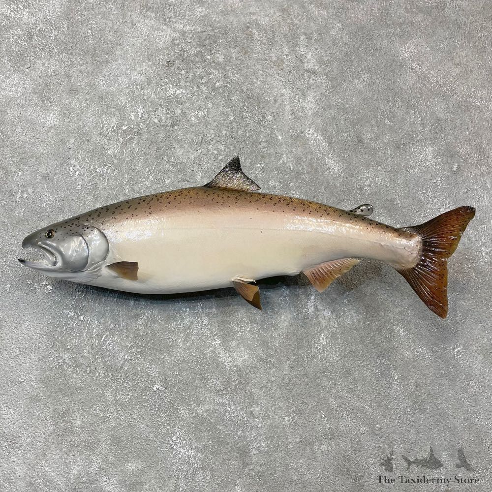 Coho Salmon Fish Mount For Sale #24397 @ The Taxidermy Store