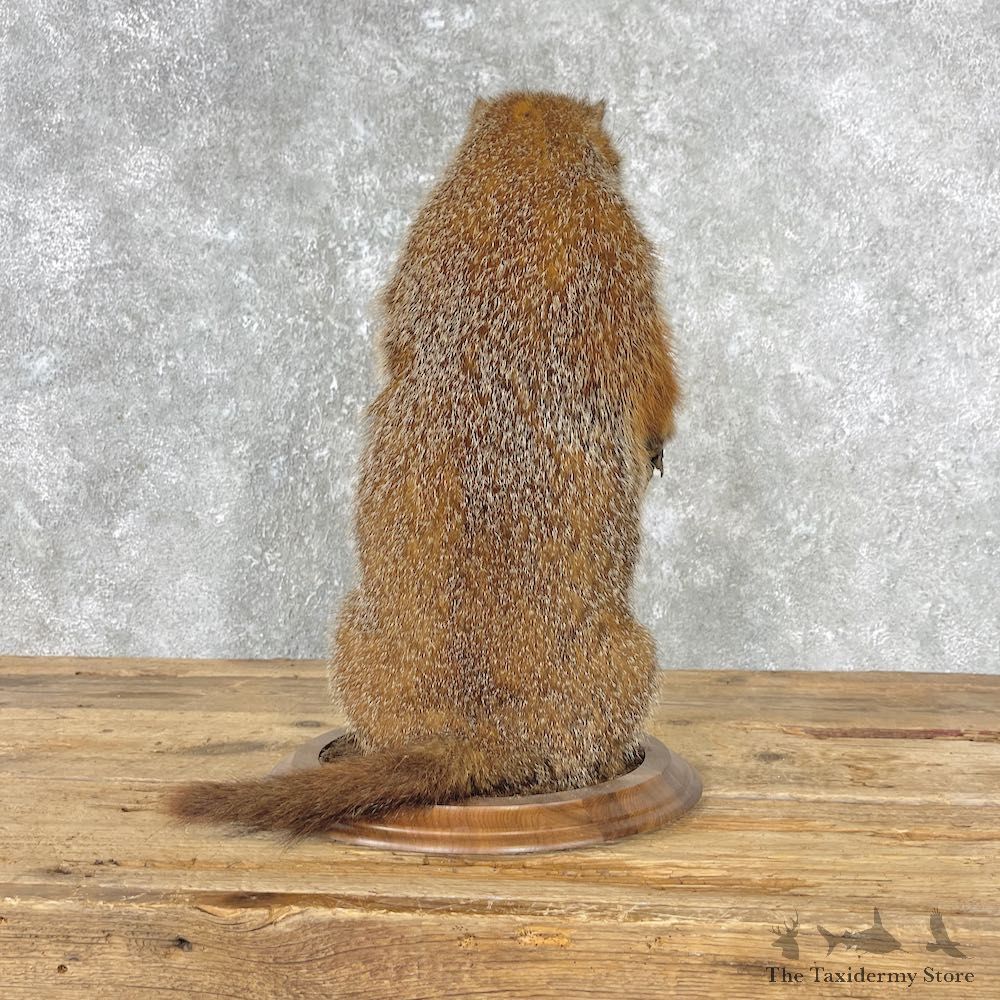 Woodchuck Life-Size Mount For Sale #26791 @ The Taxidermy Store