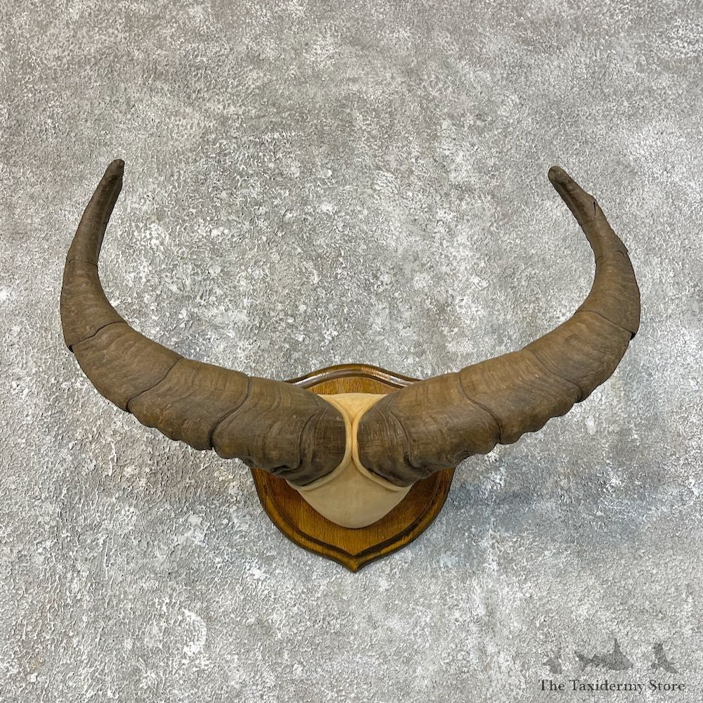 East-Caucasian Tur Taxidermy Plaque #25213 For Sale @ The Taxidermy Store