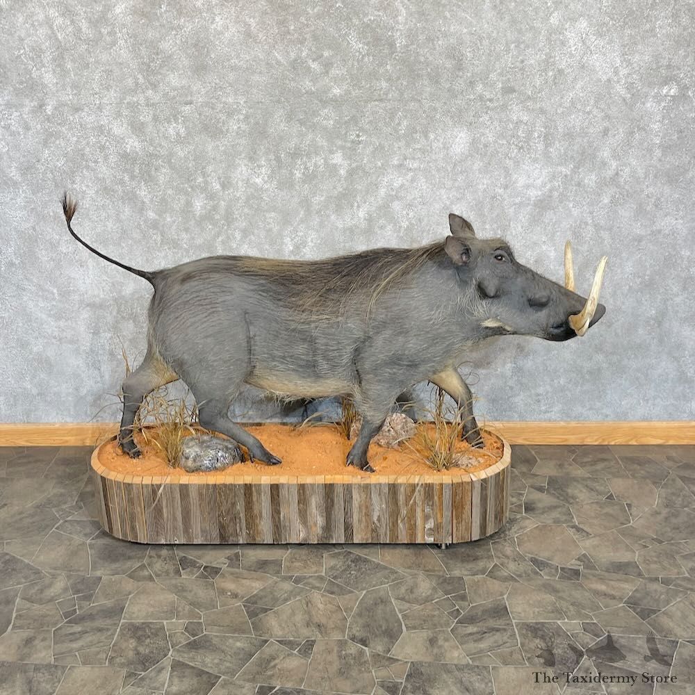 Warthog Life-Size Mount For Sale #27650 @ The Taxidermy Store