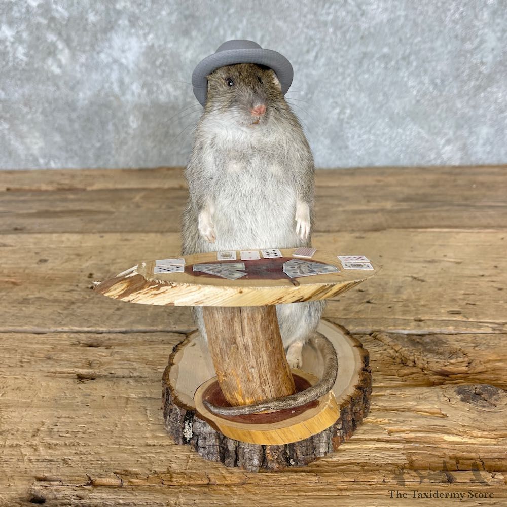 Blackjack Poker Rat Novelty Mount For Sale #26547 @ The Taxidermy Store