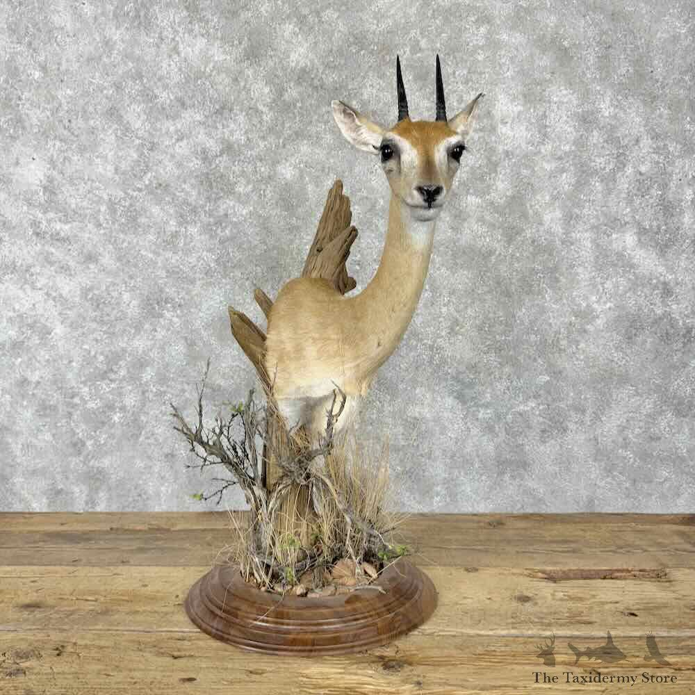 Central Oribi Pedestal Mount For Sale #30805 @ The Taxidermy Store