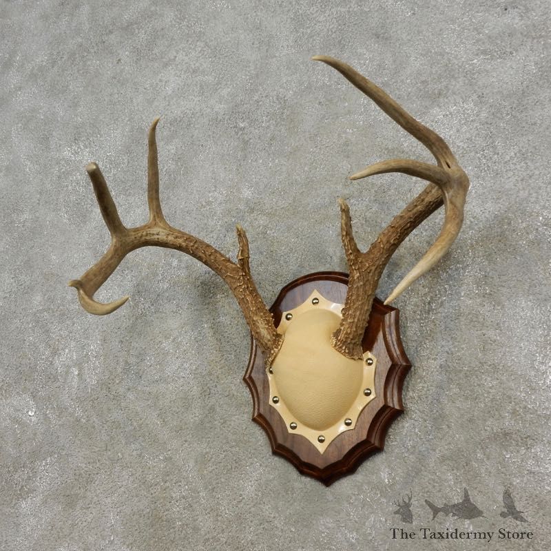 Whitetail Deer Antler Plaque Mount For Sale #17299 @ The Taxidermy Store