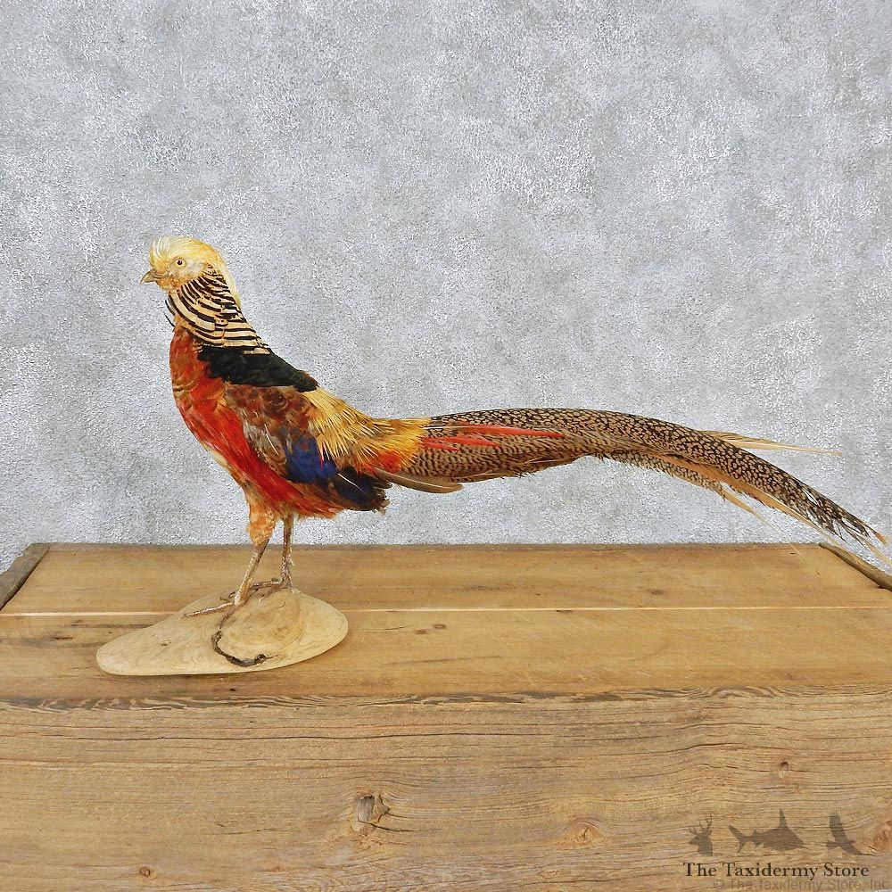 Golden Pheasant Taxidermy Bird Mount #10821 For Sale @ The Taxidermy Store