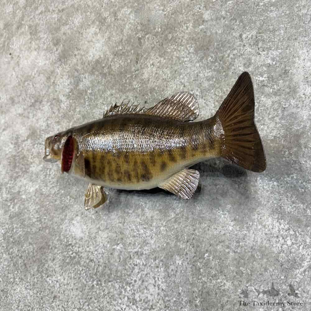 Smallmouth Bass Fish Mount For Sale #31274 @ The Taxidermy Store