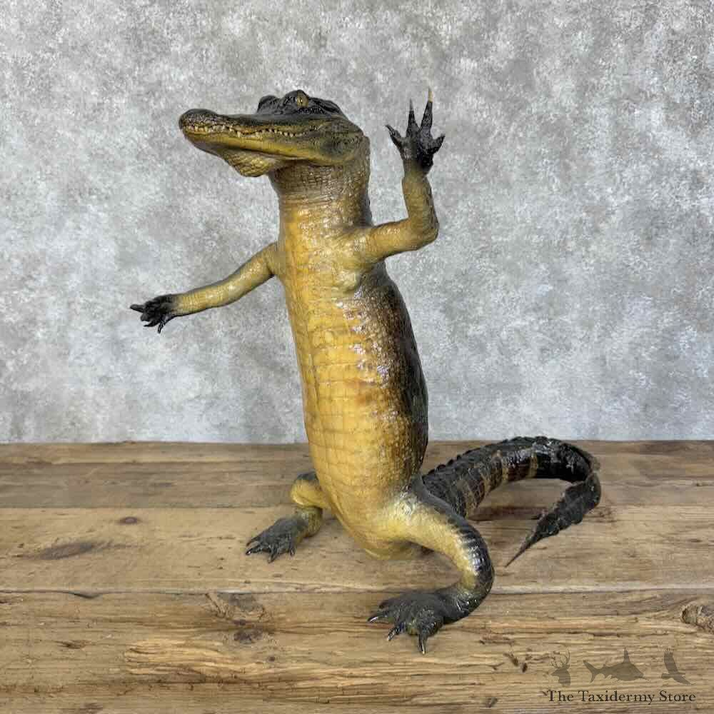 Alligator Life-Size Mount For Sale #30717 @ The Taxidermy Store
