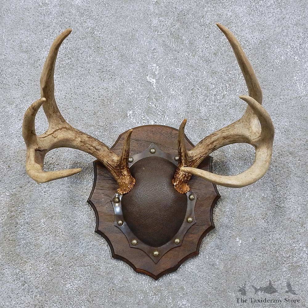Whitetail Deer Antler Plaque Mount For Sale #15773 @ The Taxidermy Store