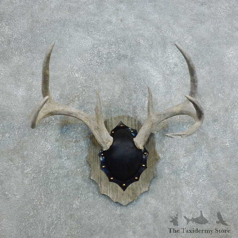 Whitetail Deer Antler Plaque Mount For Sale #18431 @ The Taxidermy Store