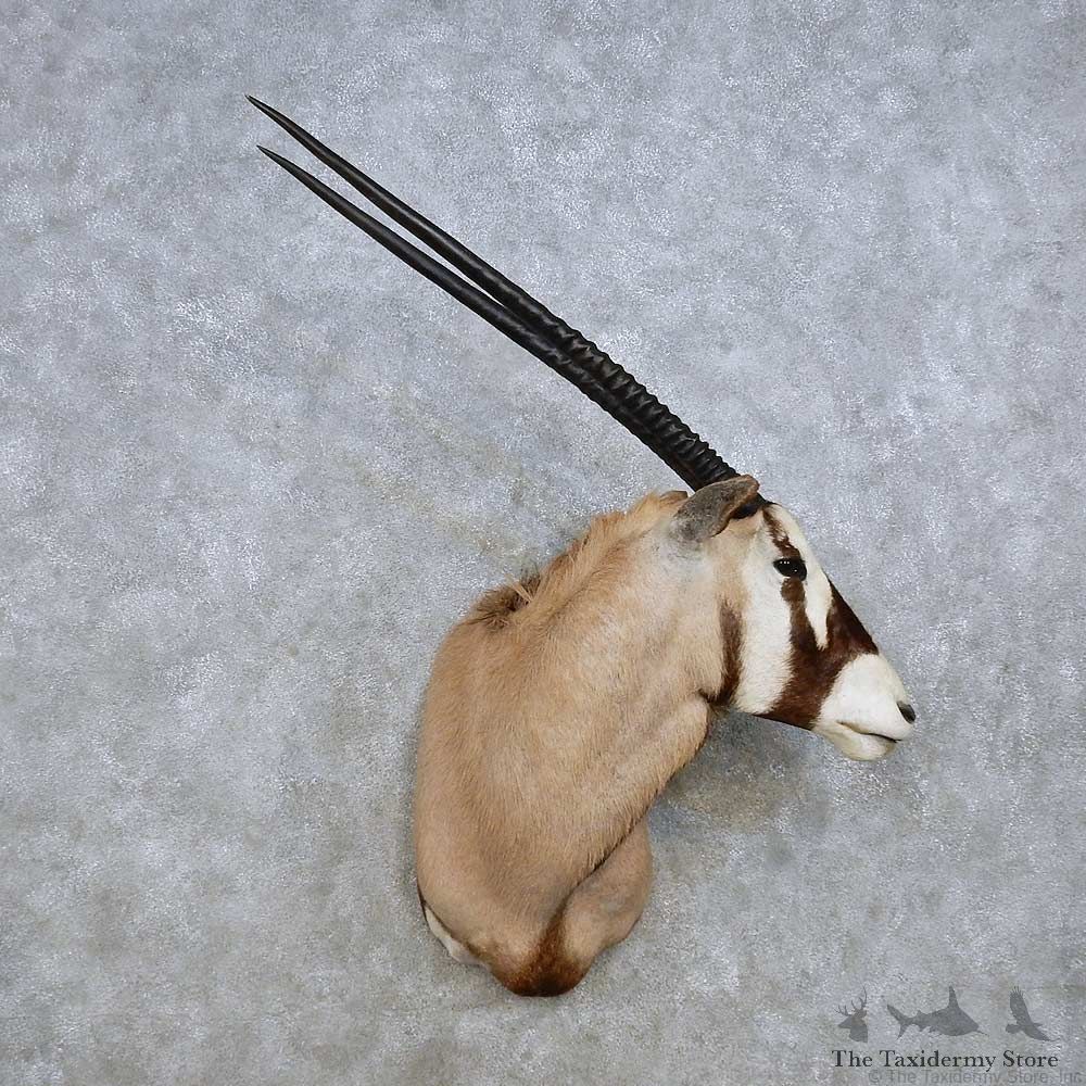 African Gemsbok Shoulder Mount For Sale #14278 @ The Taxidermy Store