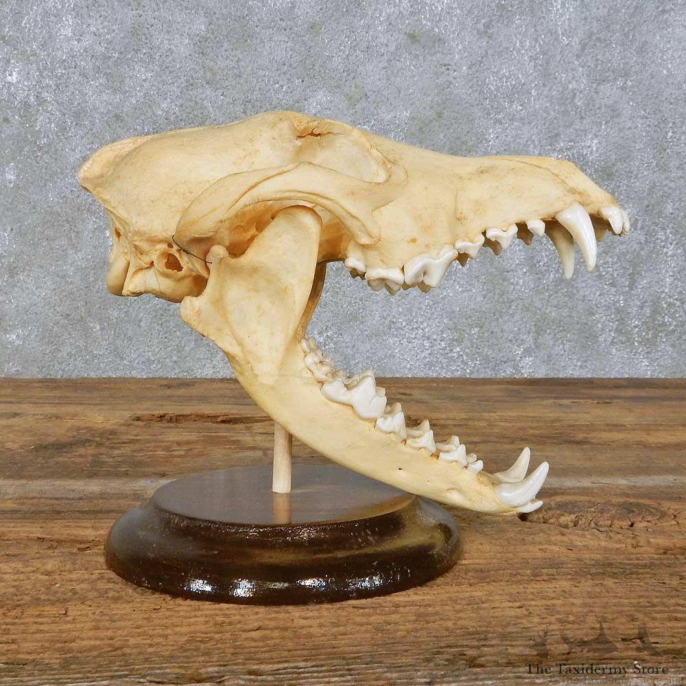 Coyote Skull Mount For Sale #14947 @ The Taxidermy Store