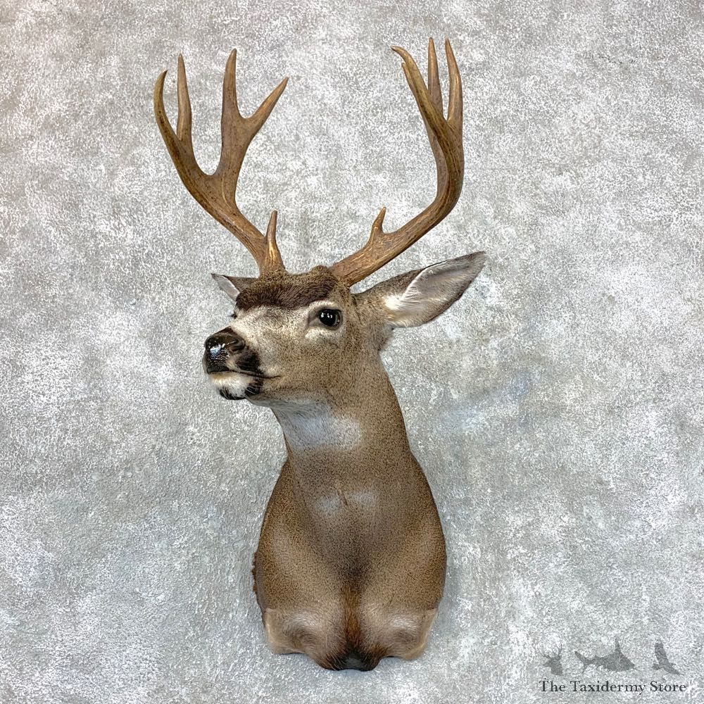 Columbian Blacktail Deer Shoulder Mount For Sale #23504 For Sale @ The Taxidermy Store
