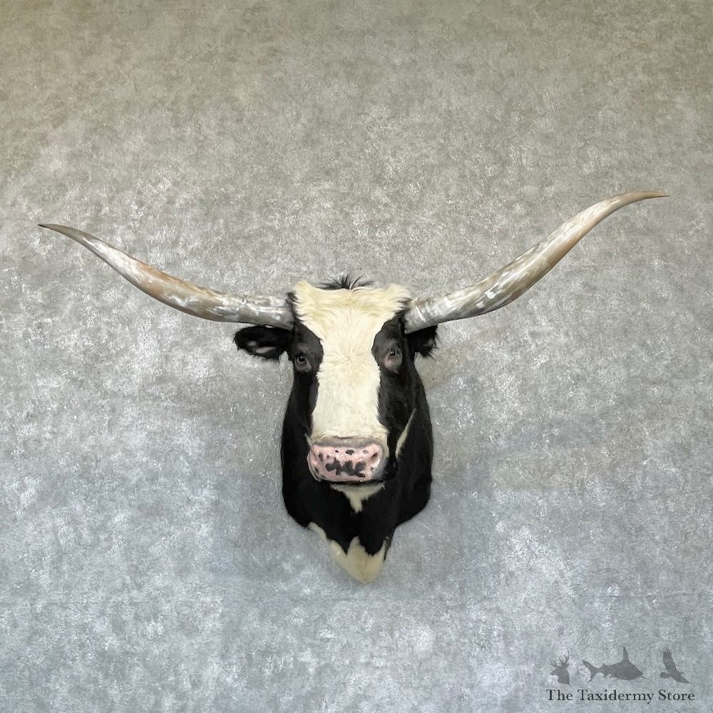 Longhorn Cross Steer Shoulder Mount For Sale #26340 @ The Taxidermy Store