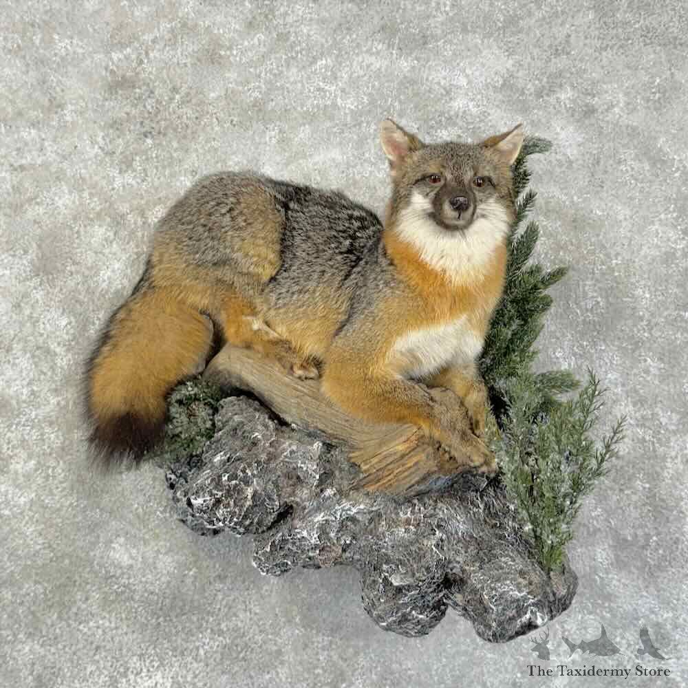Grey Fox Life-Size Mount For Sale #31414 @ The Taxidermy Store