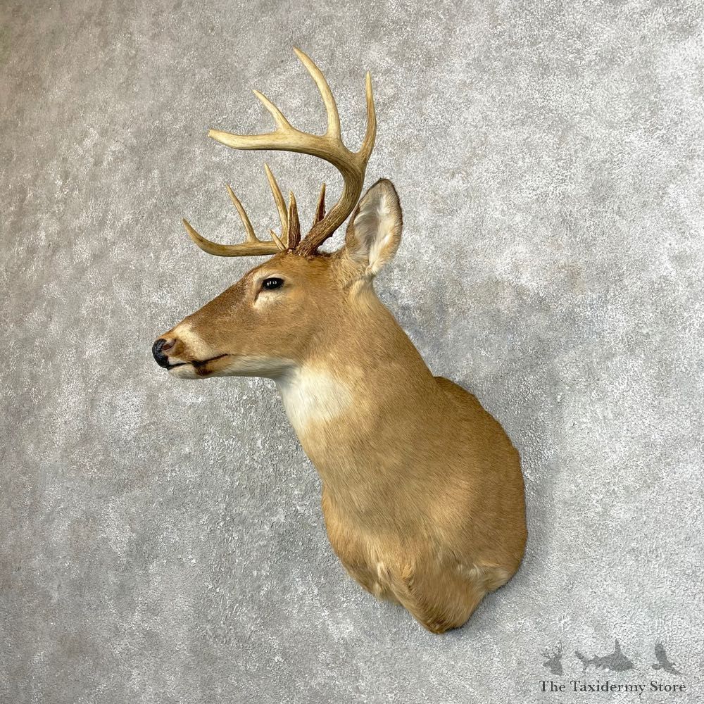Whitetail Deer Taxidermy Shoulder Mount For Sale #24643 @ The Taxidermy Store