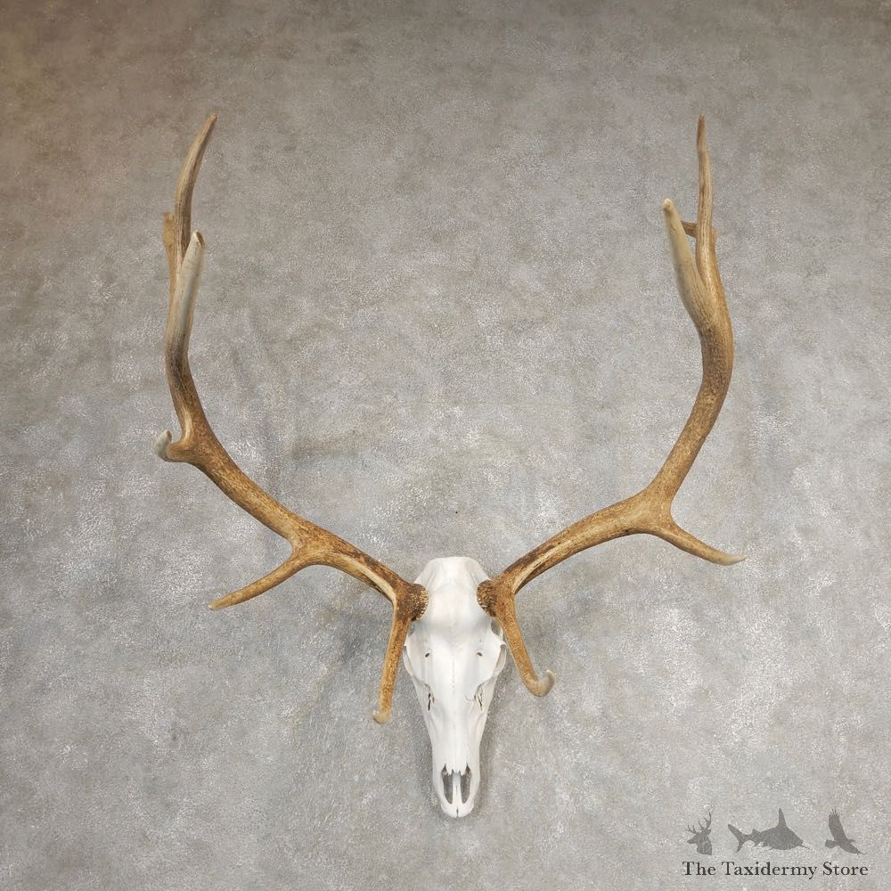 Rocky Mountain Elk Skull European Mount For Sale #21066 @ The Taxidermy Store
