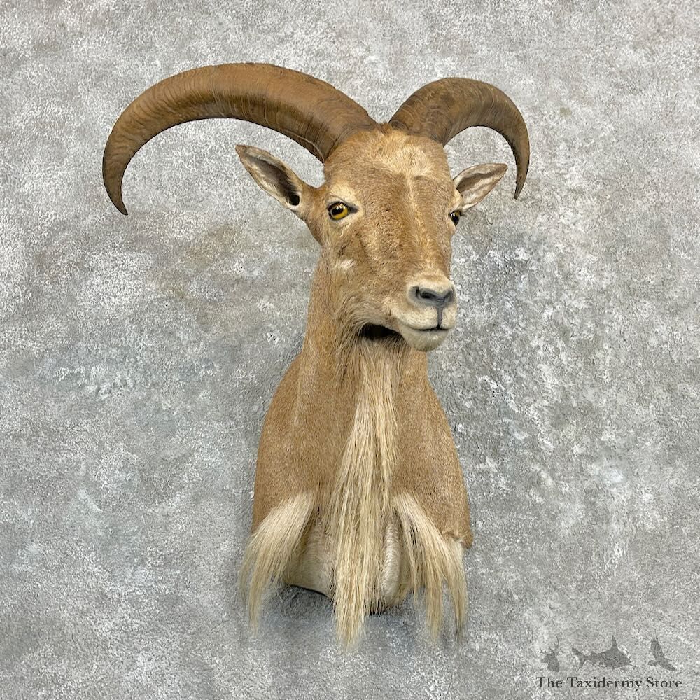 Aoudad Shoulder Mount For Sale #27273 @ The Taxidermy Store