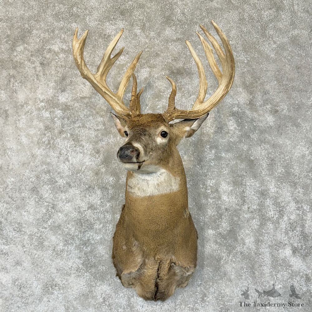 Whitetail Deer Shoulder Mount For Sale #28767 - The Taxidermy Store