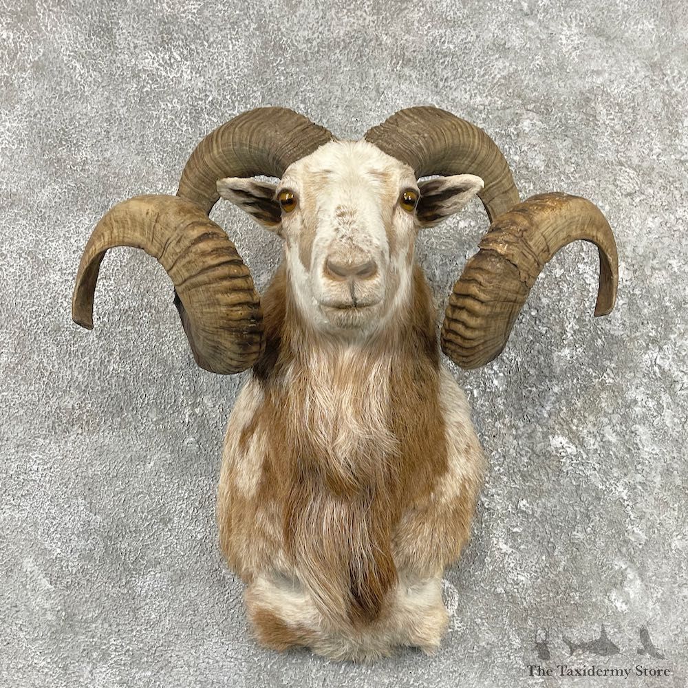 Corsican Ram Shoulder Mount For Sale #25786 @ The Taxidermy Store