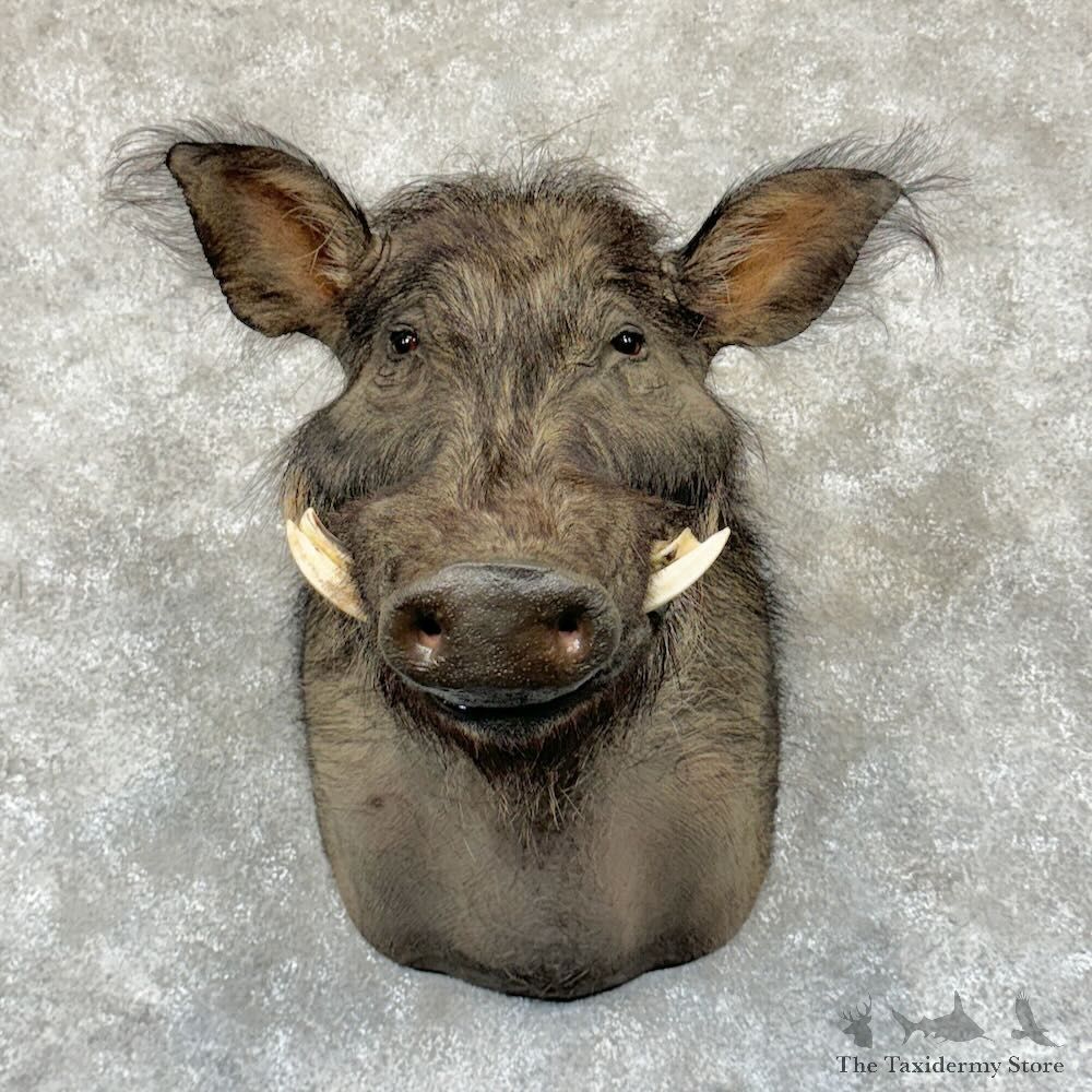 Giant Forest Hog Shoulder Mount For Sale #29161 @ The Taxidermy Store