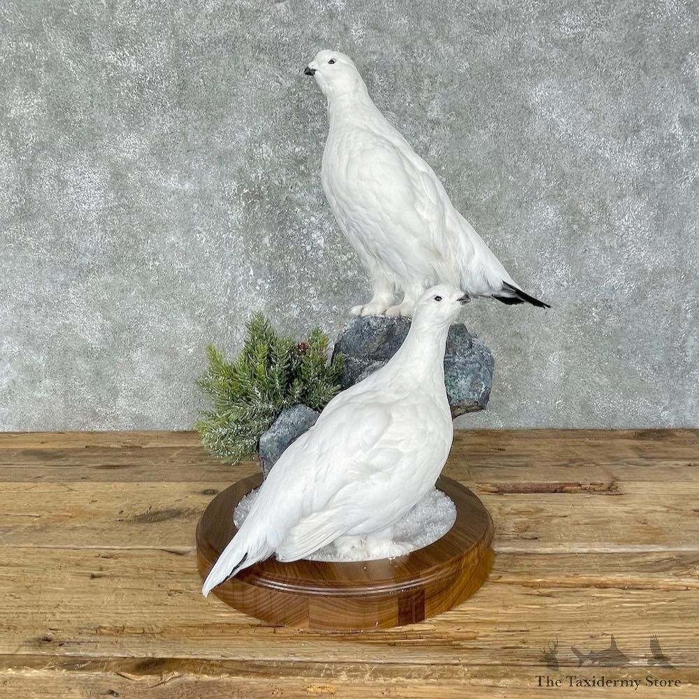 Ptarmigan Mount For Sale #25655 @ The Taxidermy Store