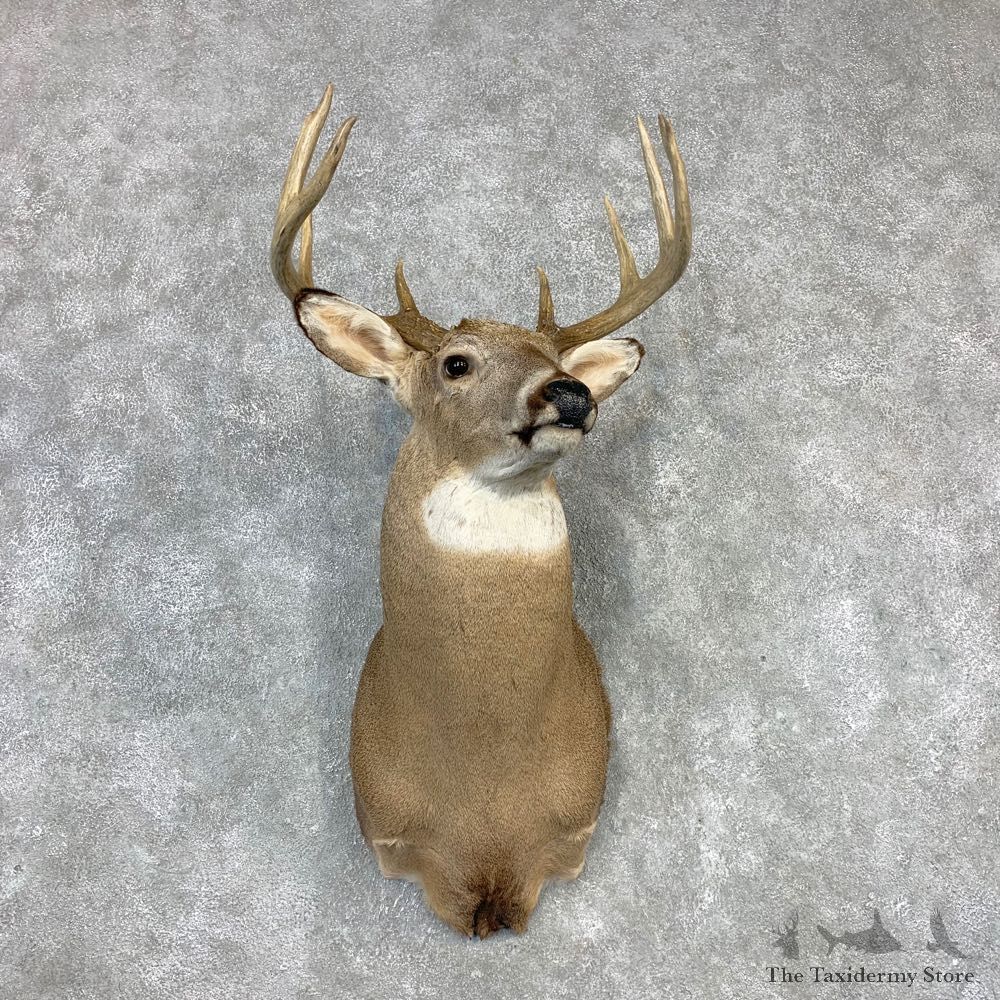 Whitetail Deer Shoulder Mount #21986 For Sale - The Taxidermy Store