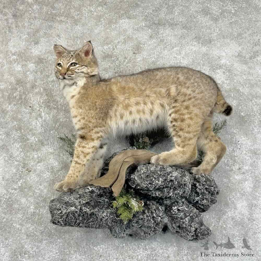 Bobcat Life-Size Mount For Sale #31315 @ The Taxidermy Store
