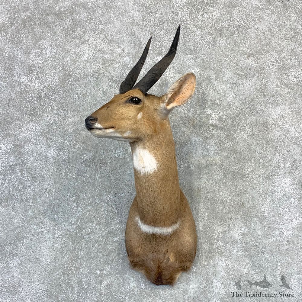 Cape Bushbuck Shoulder Mount For Sale #23208 @ The Taxidermy Store