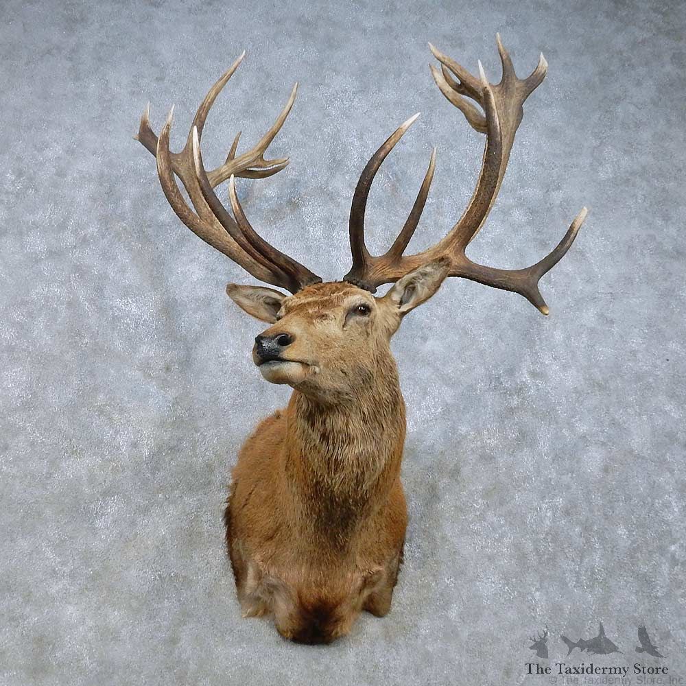 Red Deer Stag Shoulder Mount For Sale #15023 @ The Taxidermy Store