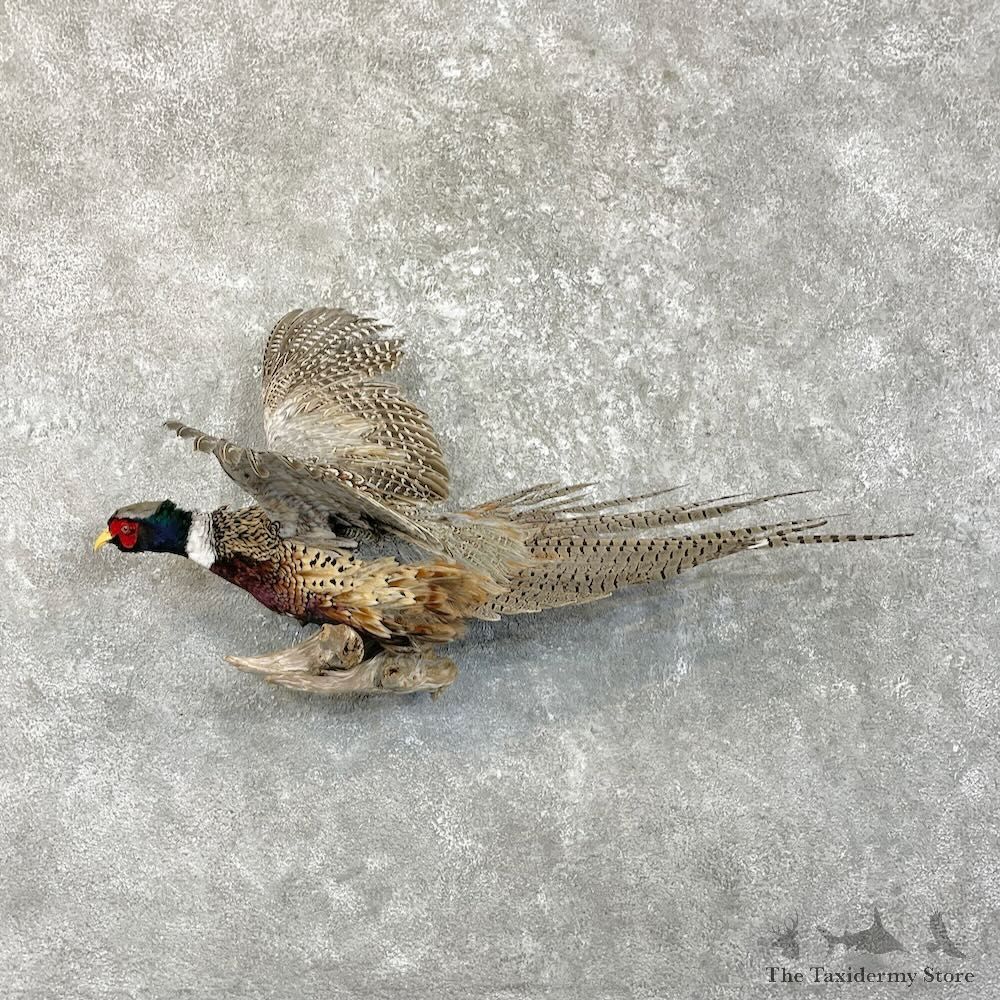 Ringneck Pheasant Bird Mount For Sale #27476 @ The Taxidermy Store