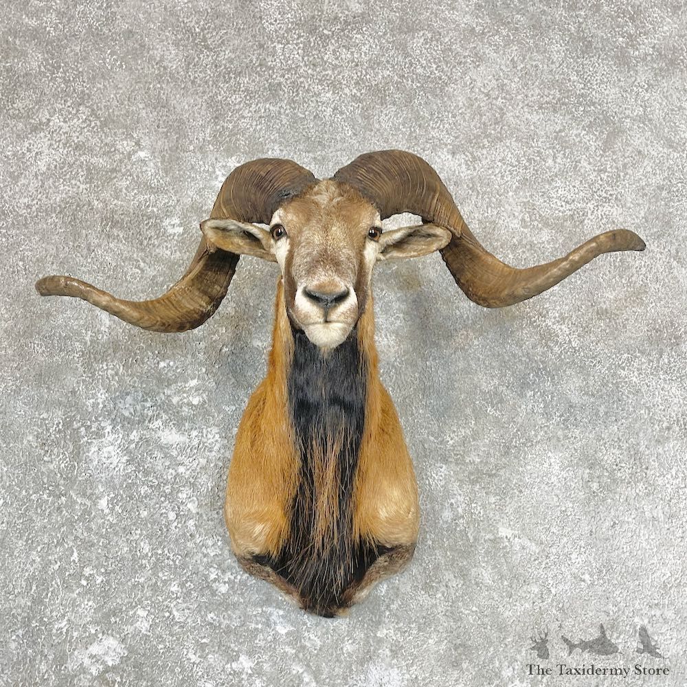 Corsican Ram Shoulder Mount For Sale #26712 @ The Taxidermy Store