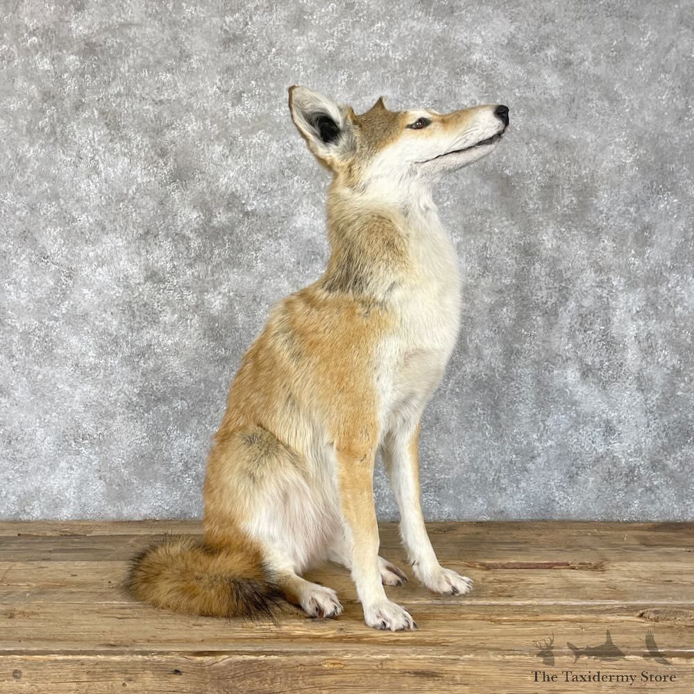 Sitting Coyote Life Size Mount For Sale #28244 @ The Taxidermy Store