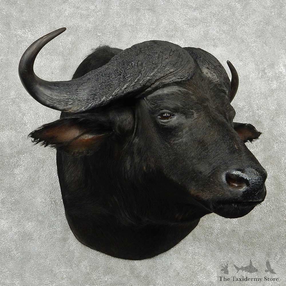 African Cape Buffalo Shoulder Mount #13797 For Sale @ The Taxidermy Store
