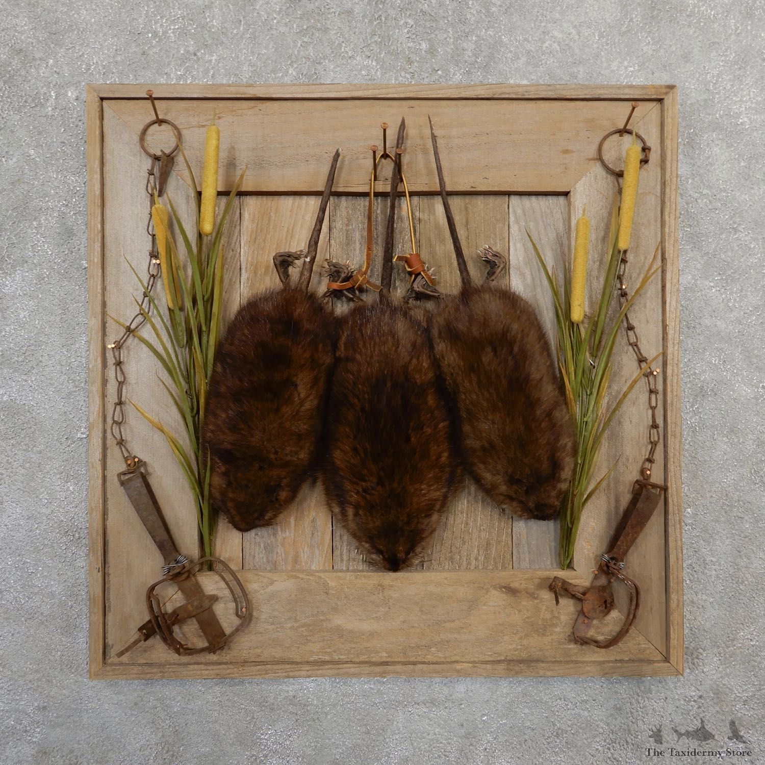 Captain's Classic Muskrat Display Taxidermy Mount #19815 For Sale @ The Taxidermy Store