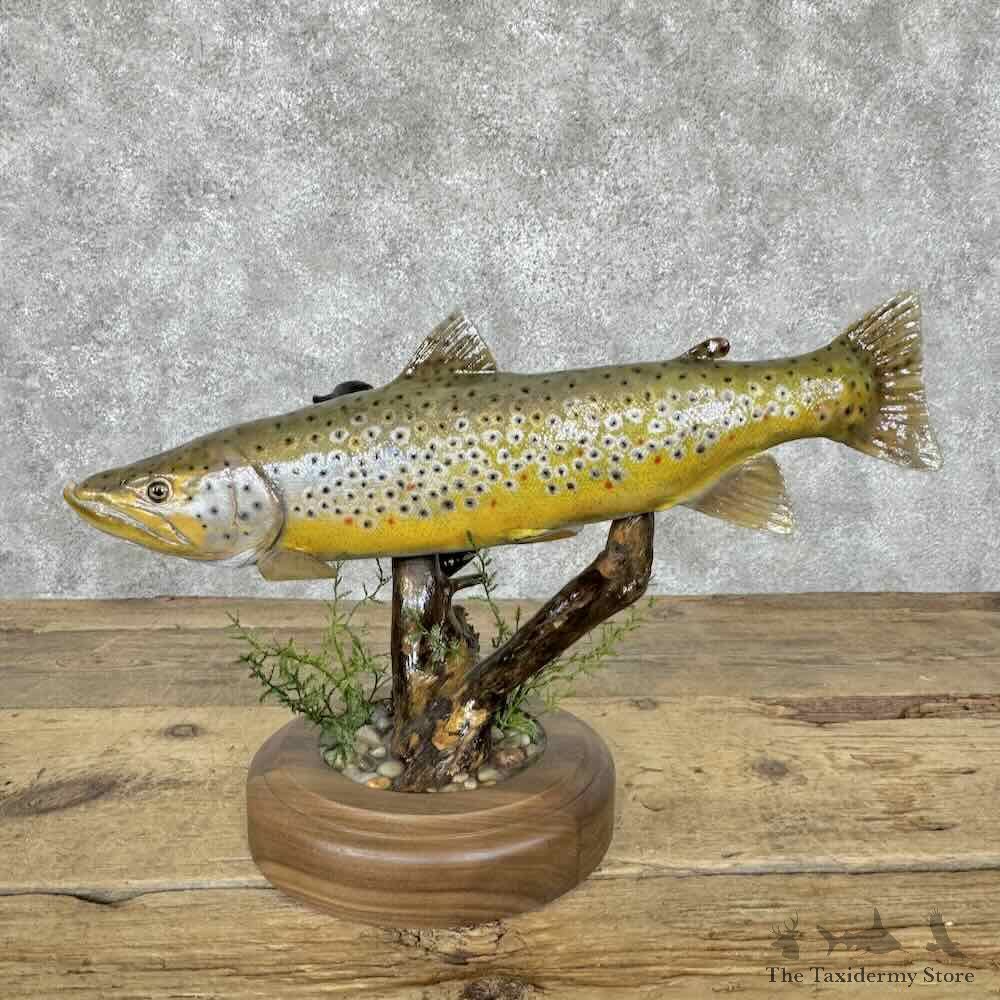 Brown Trout Fish Mount For Sale #30569 @ The Taxidermy Store