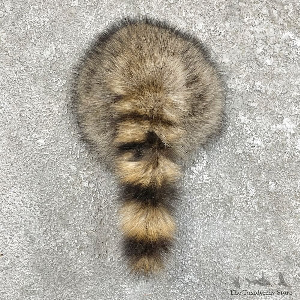 Raccoon Rump Novelty Mount For Sale #27502 @ The Taxidermy Store