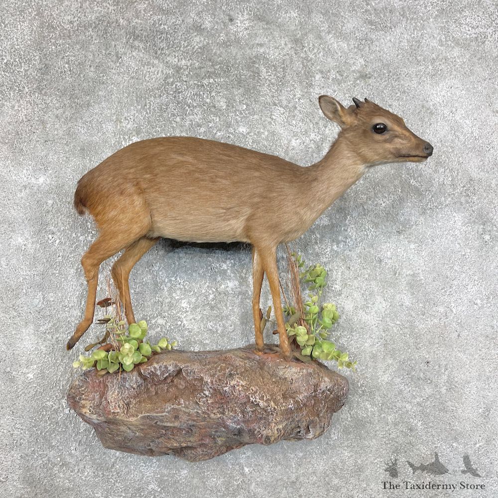 Blue Duiker Life-Size Mount For Sale #28885 @ The Taxidermy Store