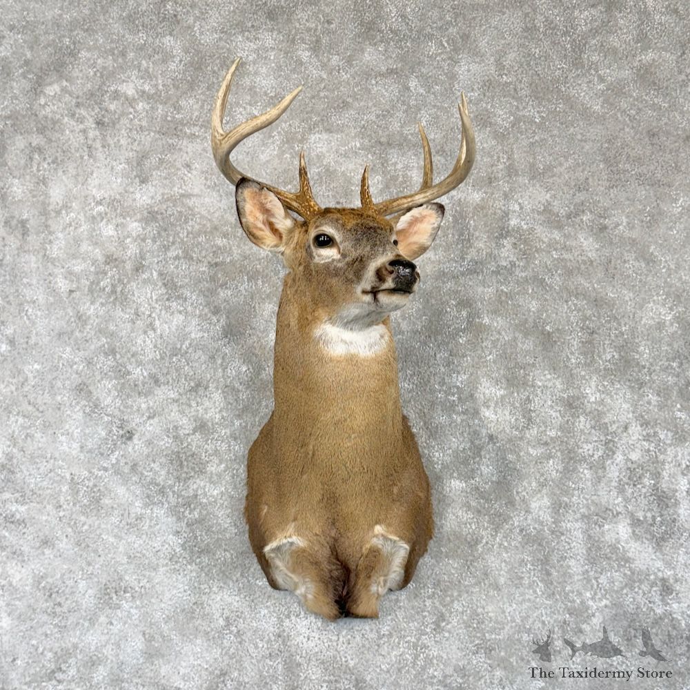 Whitetail Deer Shoulder Mount For Sale #30249 @ The Taxidermy Store