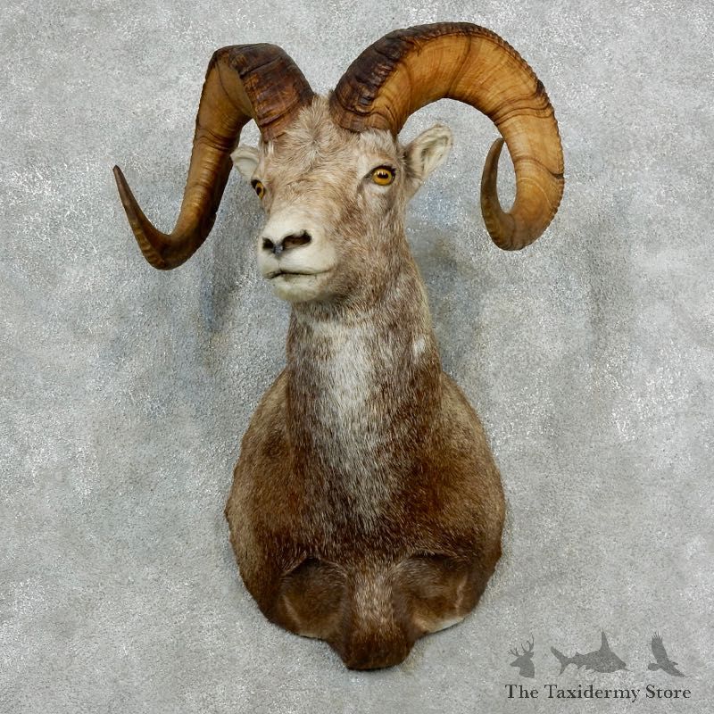 Bighorn Sheep Shoulder Mount For Sale #17157 @ The Taxidermy Store