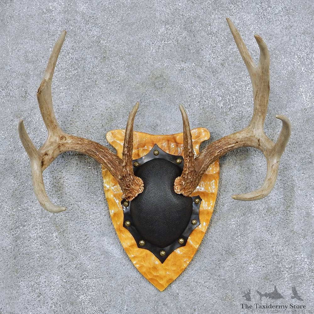 Whitetail Deer Antler Plaque Taxidermy Mount #13844 For Sale @ The Taxidermy Store