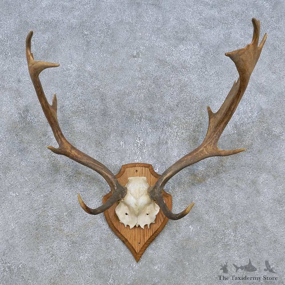 Fallow Deer Skull Antler European Mount For Sale #14783 @ The Taxidermy Store